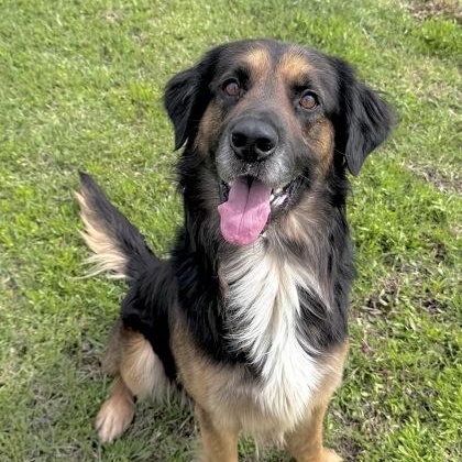 Enlarge Argiro, a ADOPTABLE mixed breed in New Canaan, CT image 1/6