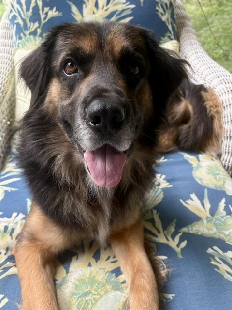 Argiro, an adopted mixed breed in New Canaan, CT image 1/6