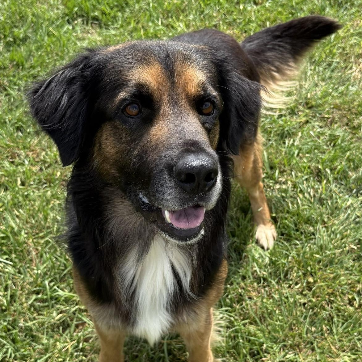 Enlarge Argiro, a ADOPTABLE mixed breed in New Canaan, CT image 3/6