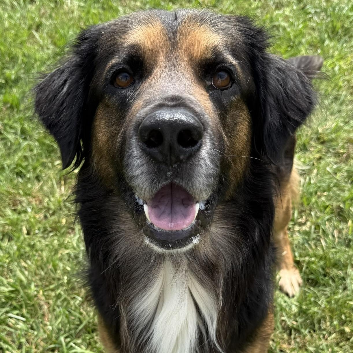 Enlarge Argiro, a ADOPTABLE mixed breed in New Canaan, CT image 2/6