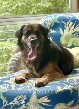 Argiro, an adopted mixed breed in New Canaan, CT image 2/6
