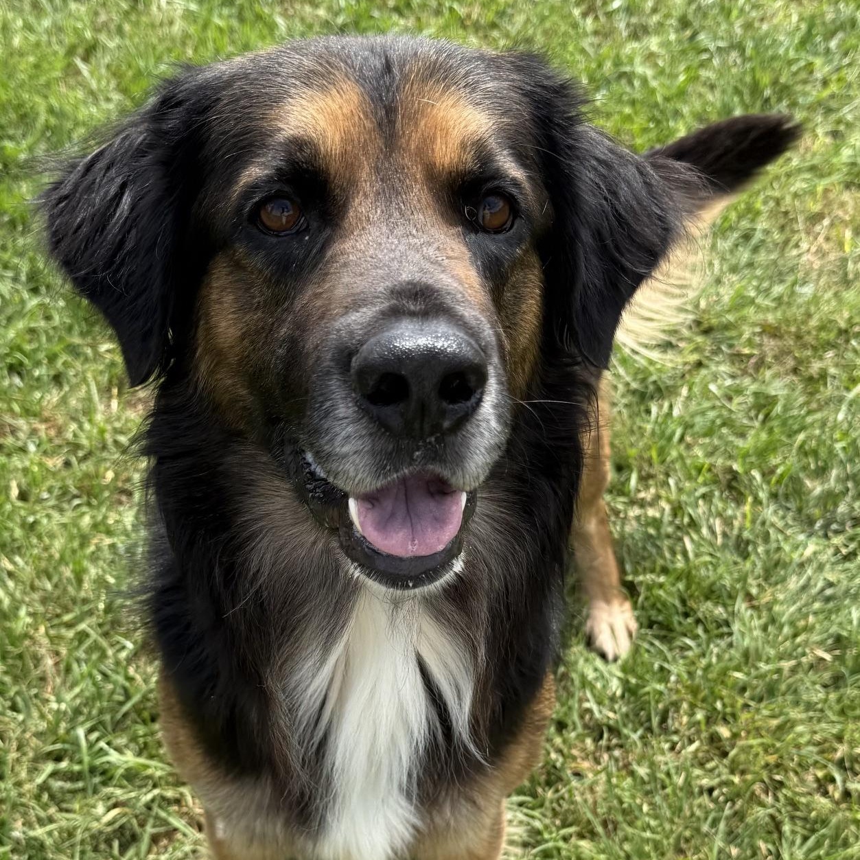 Enlarge Argiro, a ADOPTABLE mixed breed in New Canaan, CT image 4/6