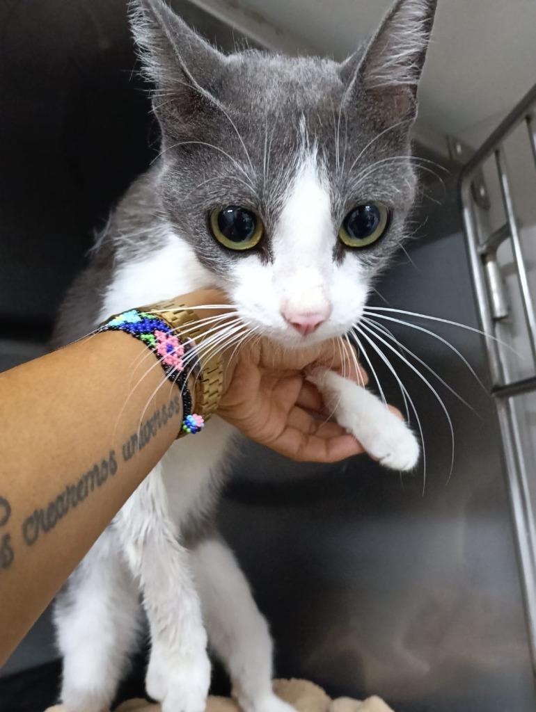 libby, Baby Female American Shorthair