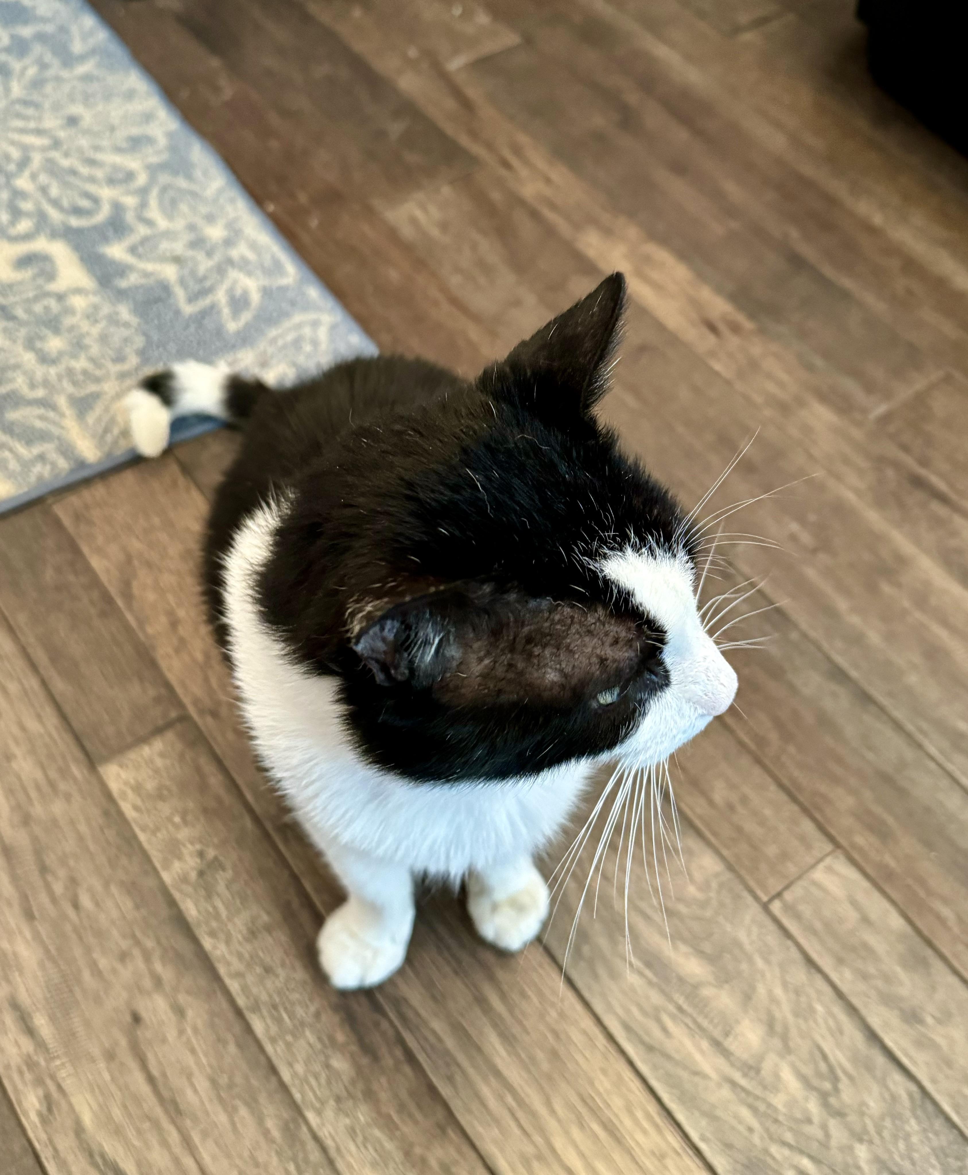 Louie photo 3