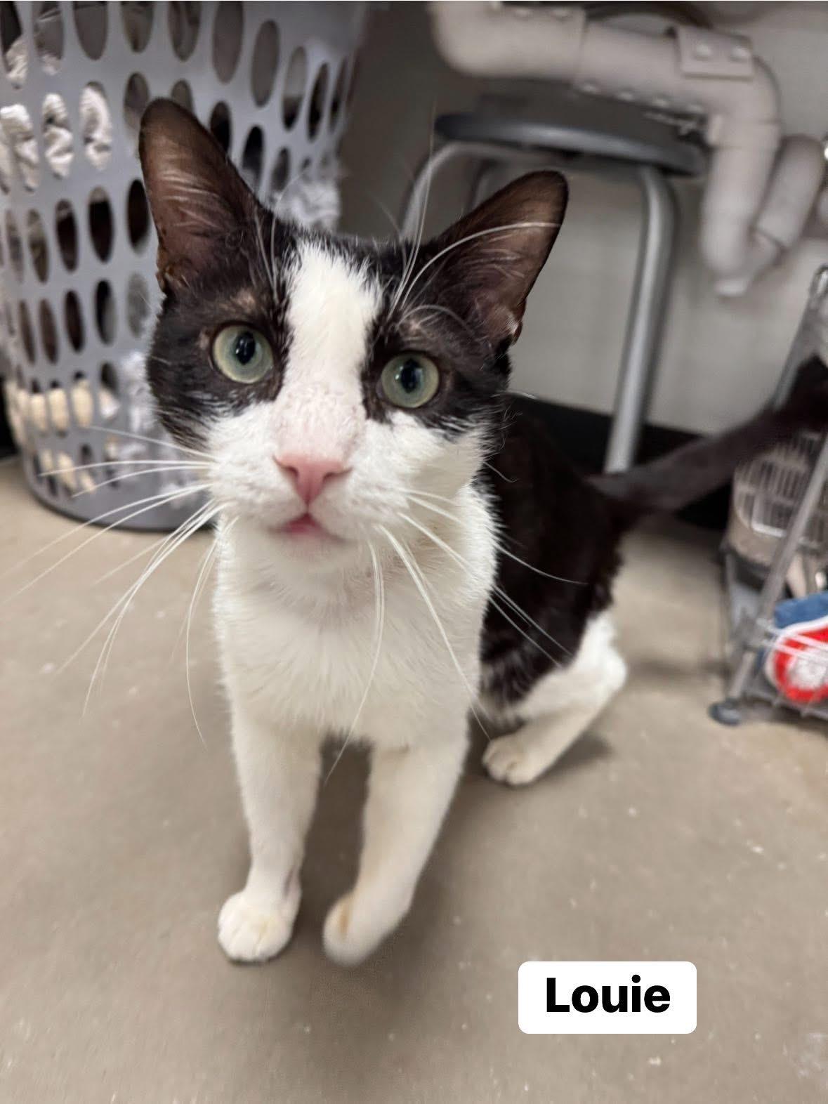 Louie, Adult Male Domestic Short Hair