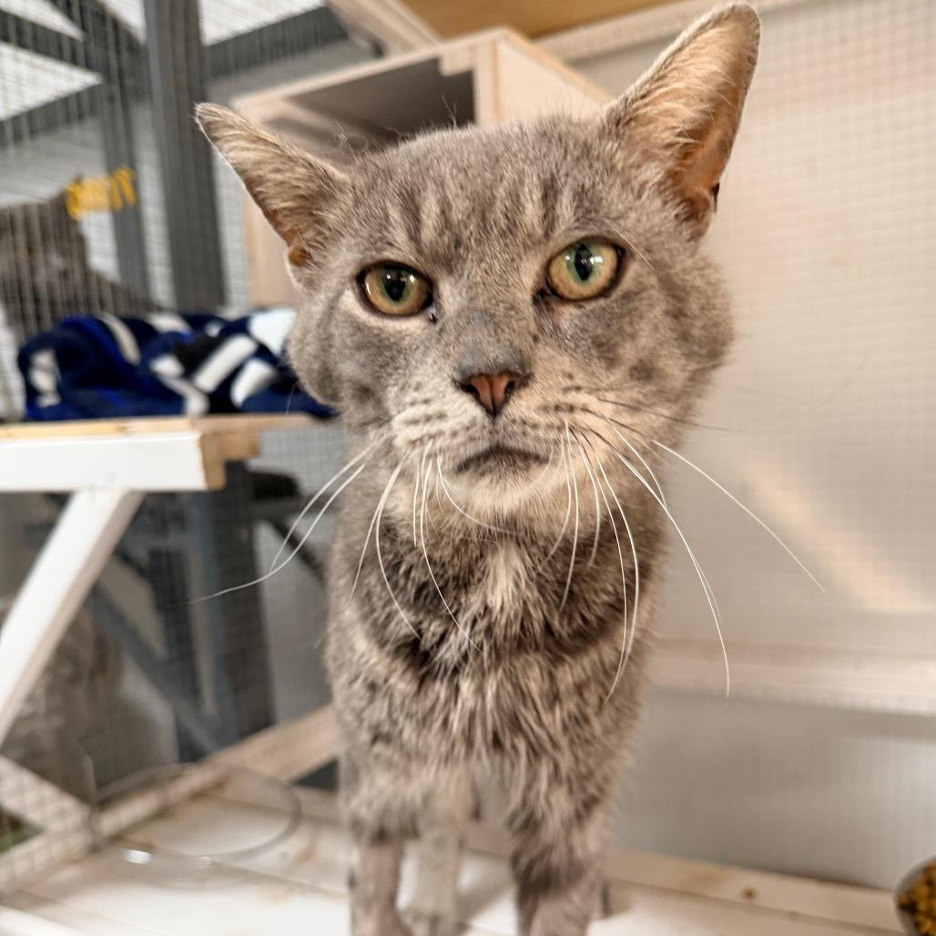 Gris — thumbnail 3