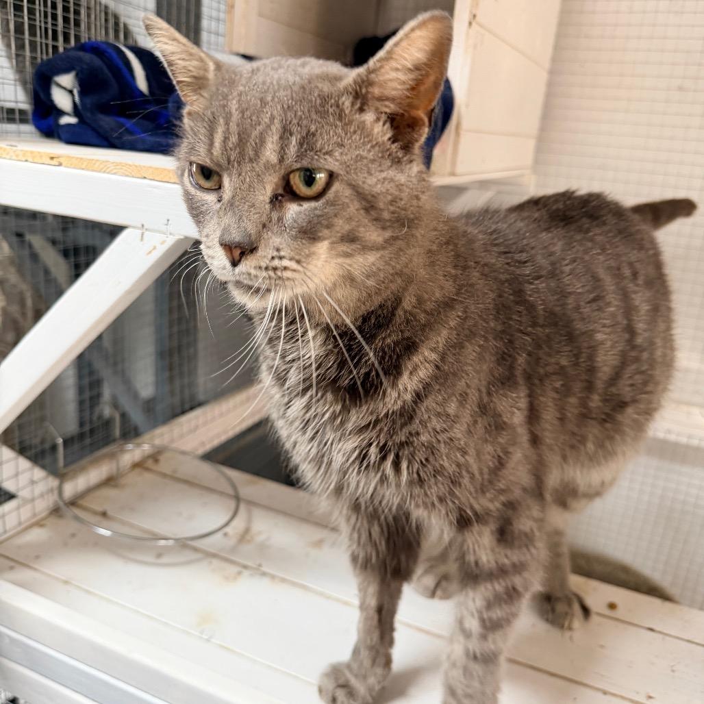 Gris — thumbnail 4