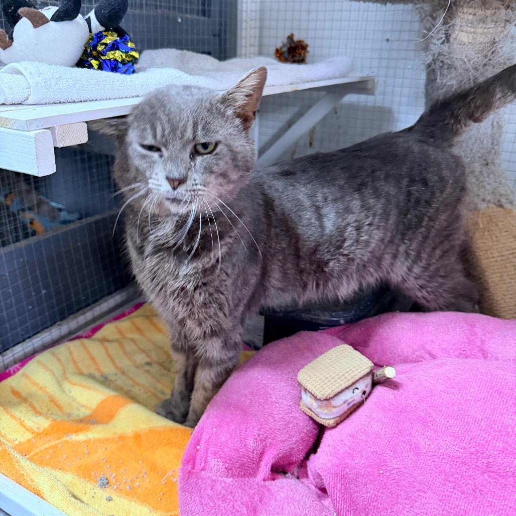 Gris — thumbnail 6