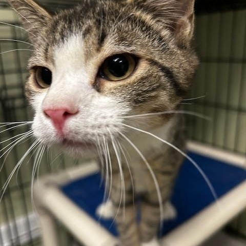 Enlarge Peanut, a Adoptable Domestic Short Hair in Cape May, NJ image 3/3