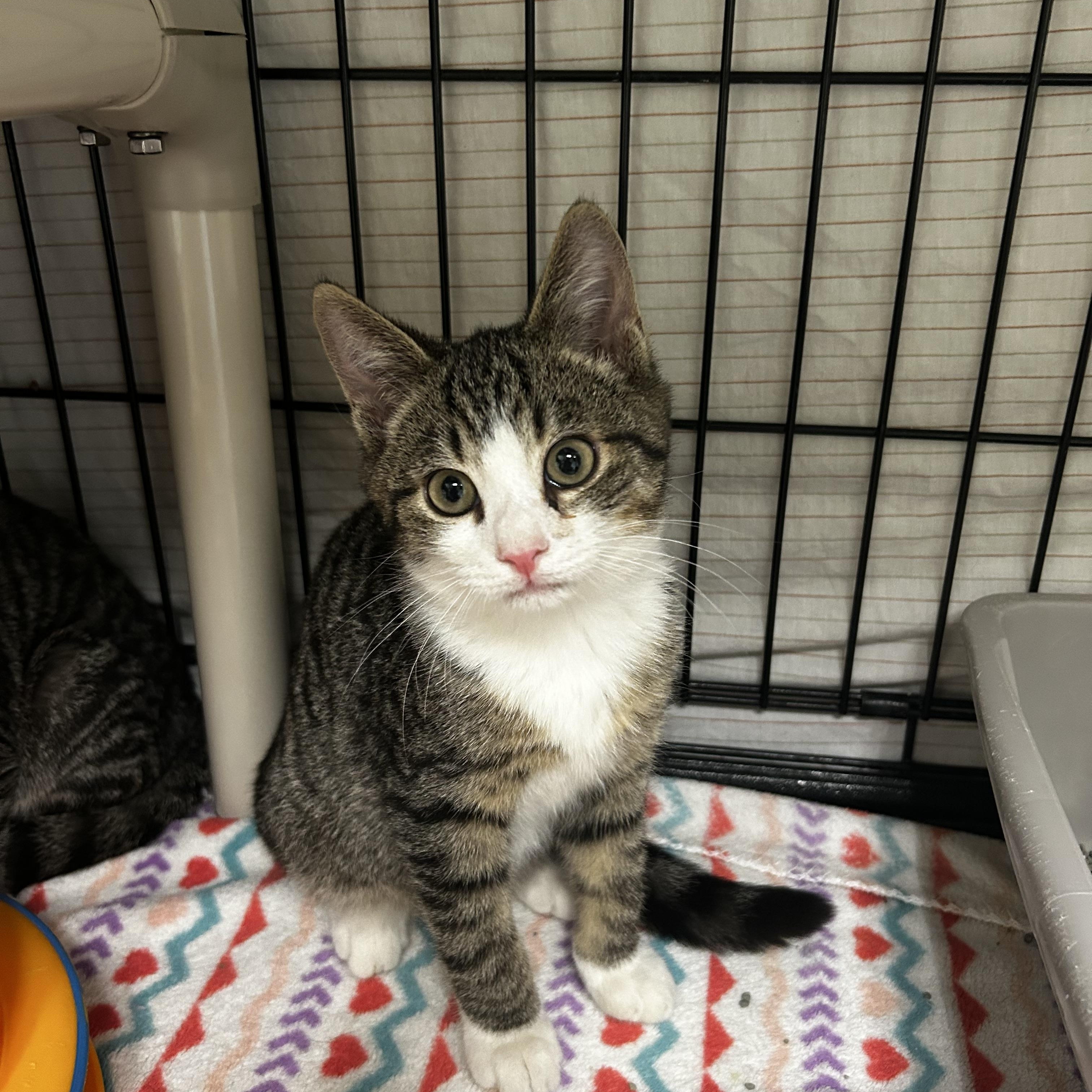 Peanut, a Adoptable Domestic Short Hair in Cape May, NJ image 2/2