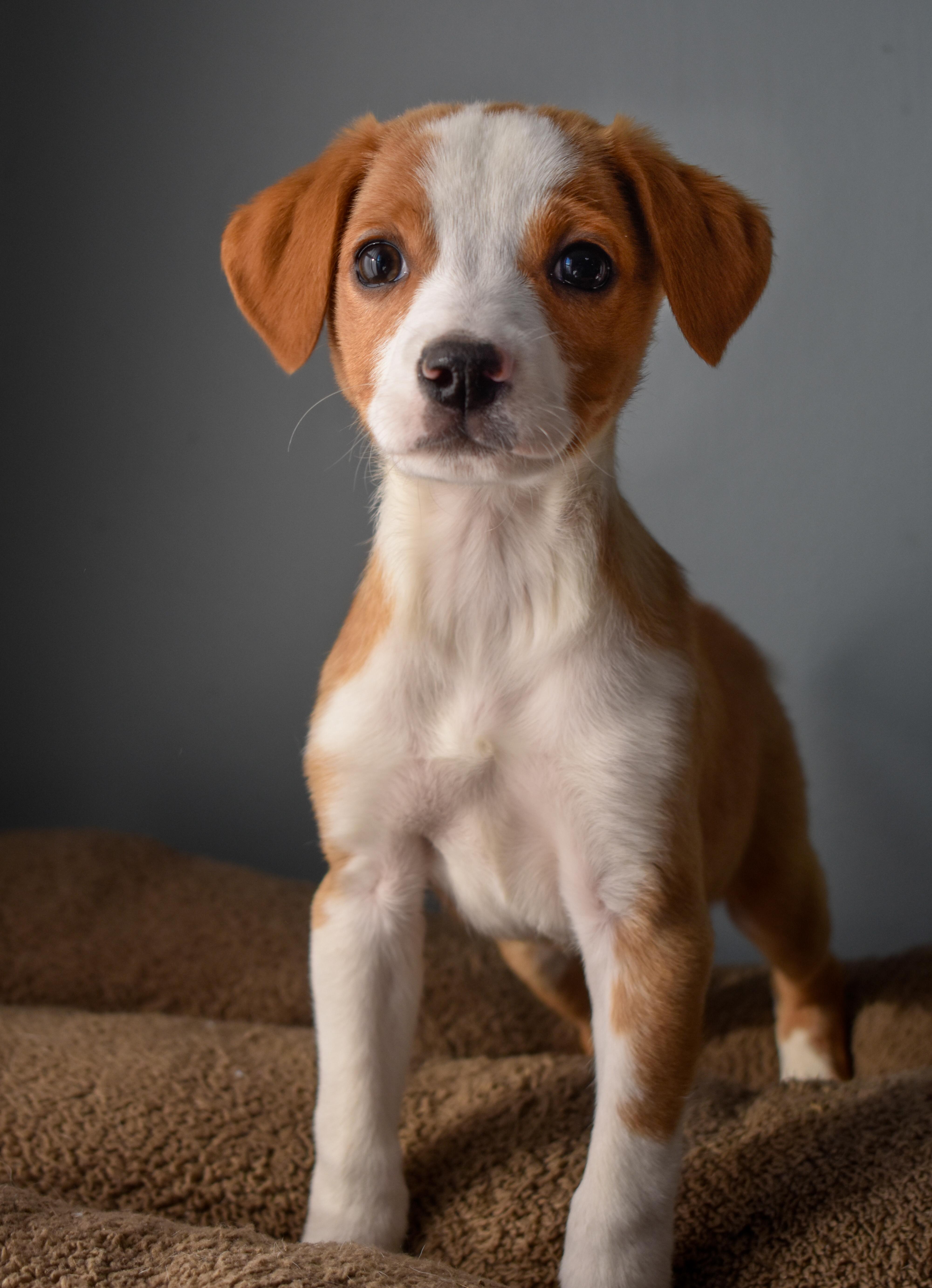 Stew, a ADOPTABLE Mixed Breed in Indianapolis, IN image 3/3