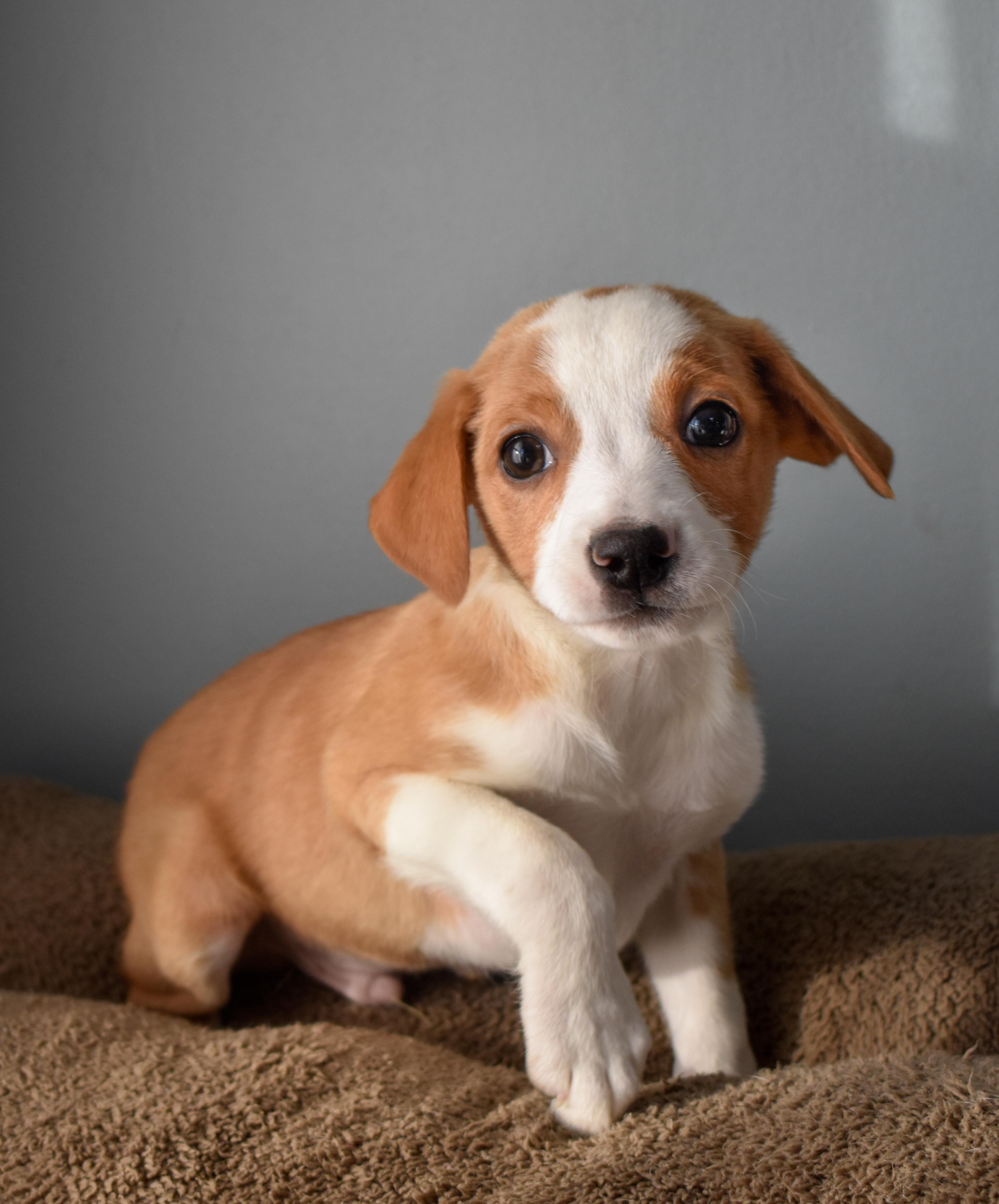 Stew, a ADOPTABLE Mixed Breed in Indianapolis, IN image 2/3