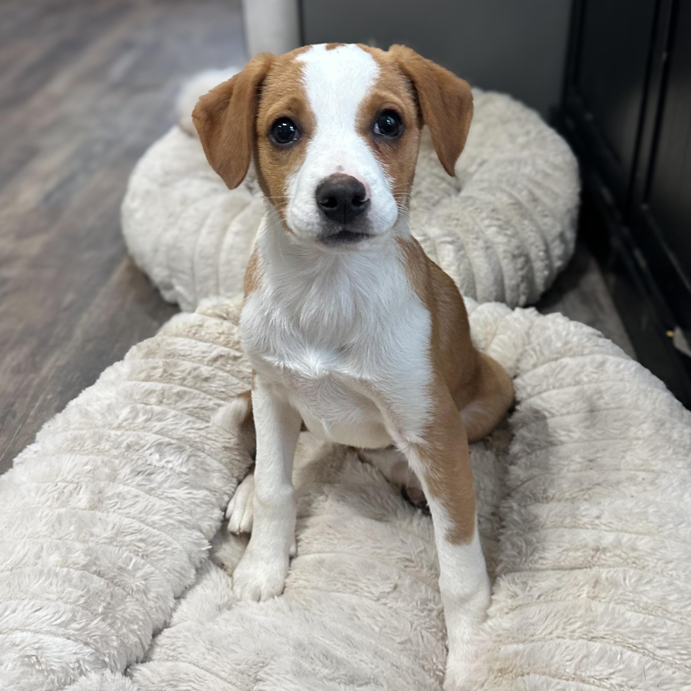 Enlarge Stew, an adopted Mixed Breed in Indianapolis, IN image 1/6