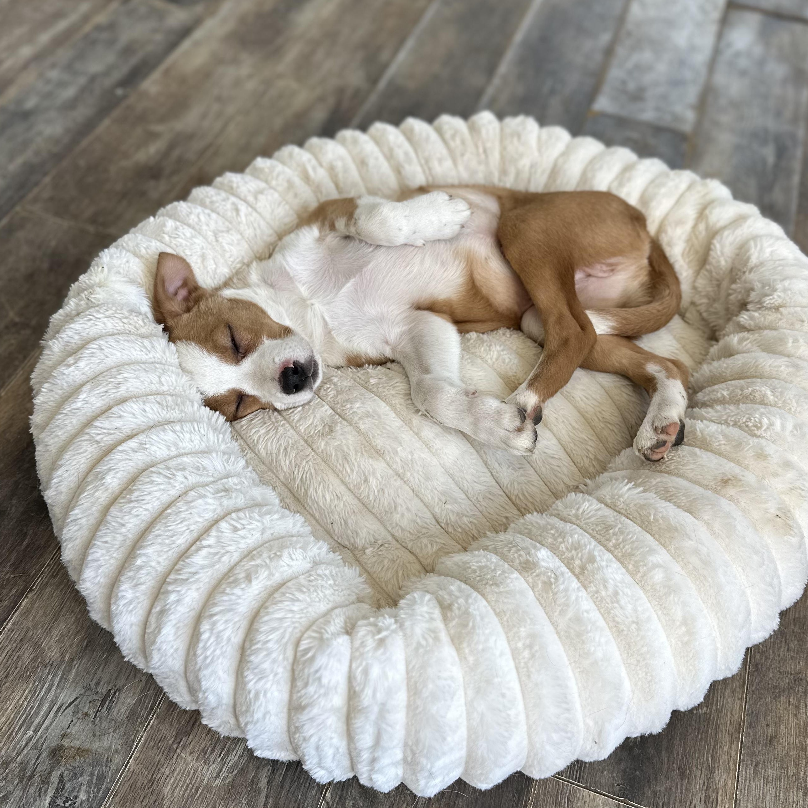 Enlarge Stew, an adopted Mixed Breed in Indianapolis, IN image 3/6