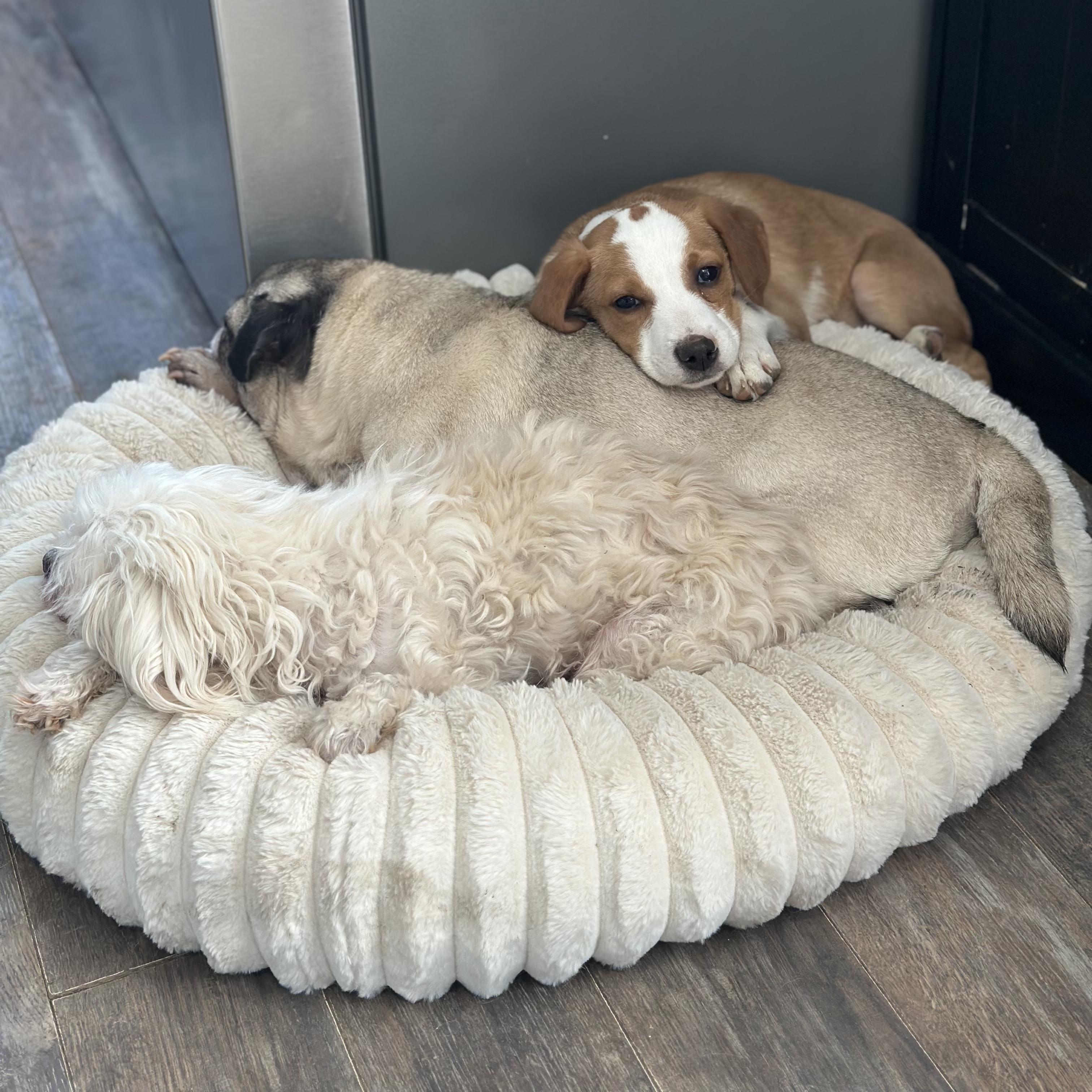 Enlarge Stew, an adopted Mixed Breed in Indianapolis, IN image 4/6