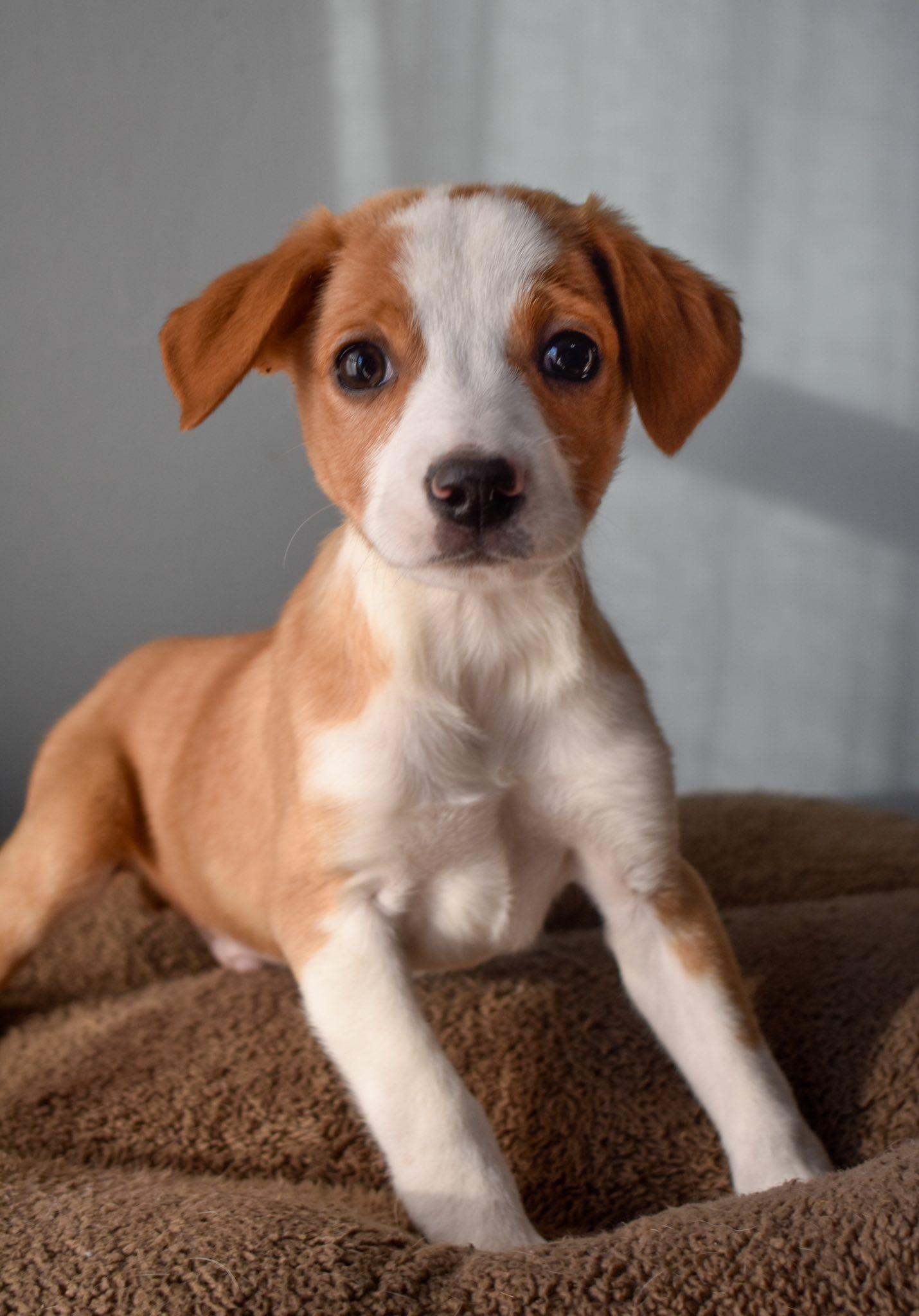 Stew, ADOPTABLE, Puppy Male Mixed Breed.
