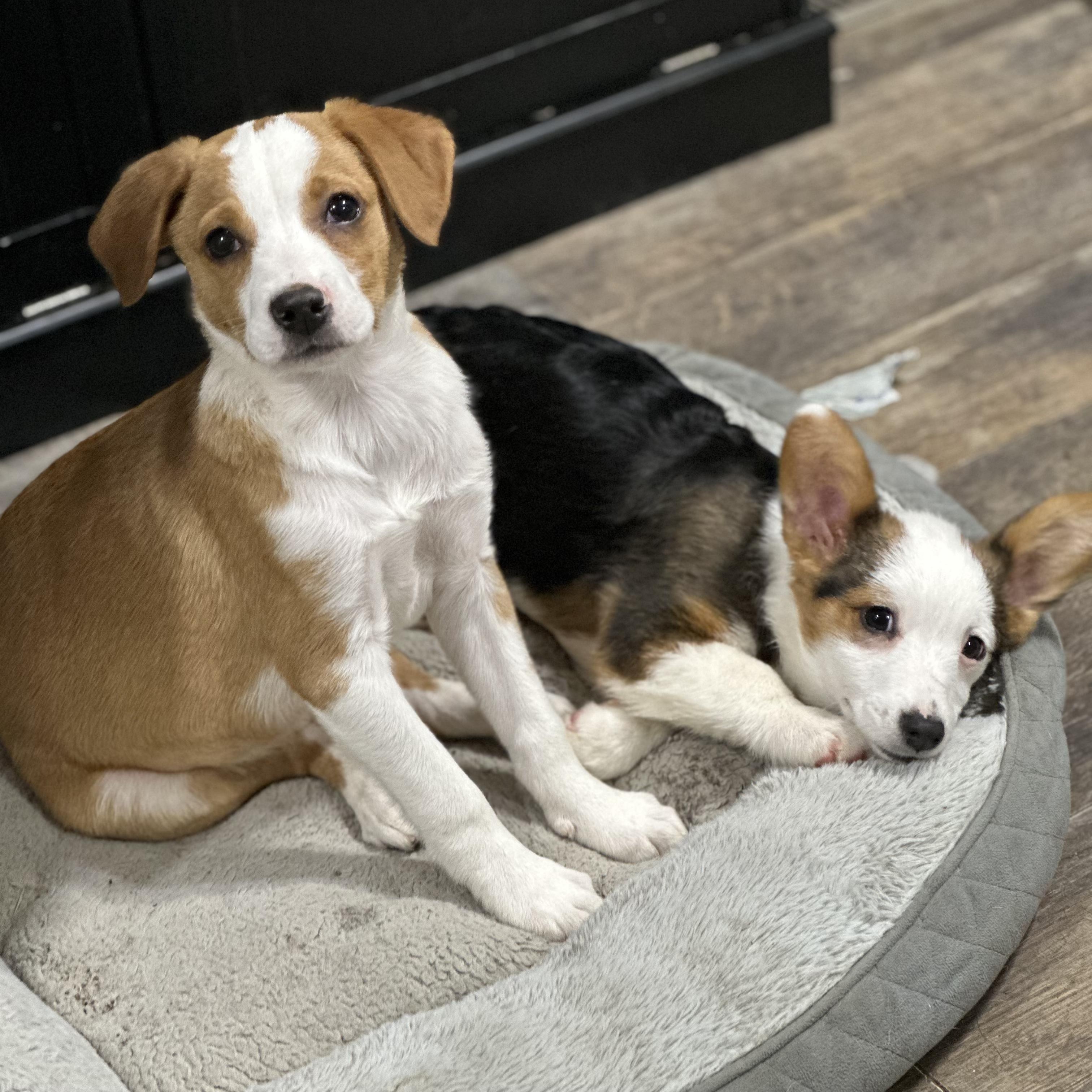 Enlarge Stew, an adopted Mixed Breed in Indianapolis, IN image 5/6