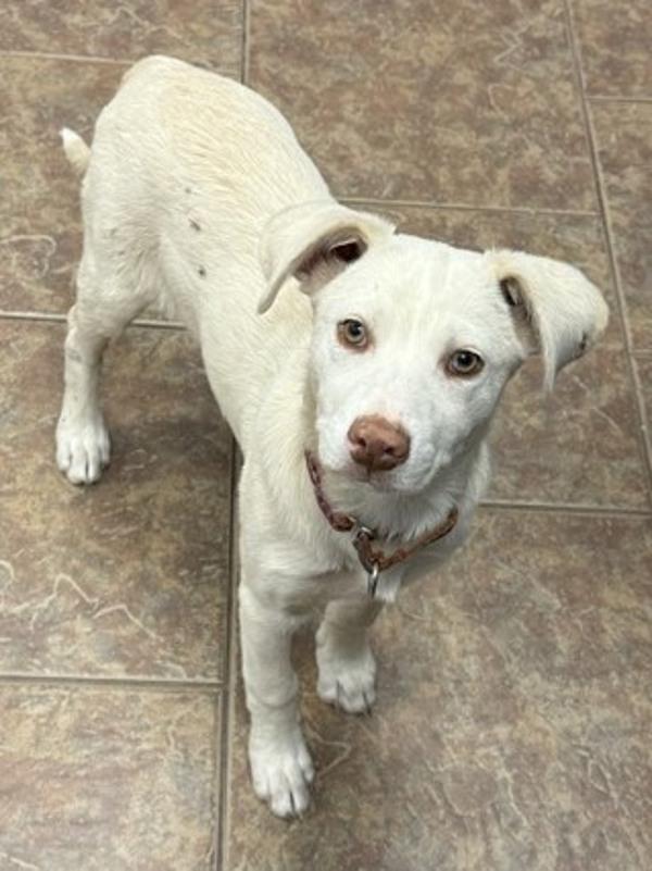 Enlarge Eggplant, a Adoptable mixed breed in Littleton, CO image 1/1