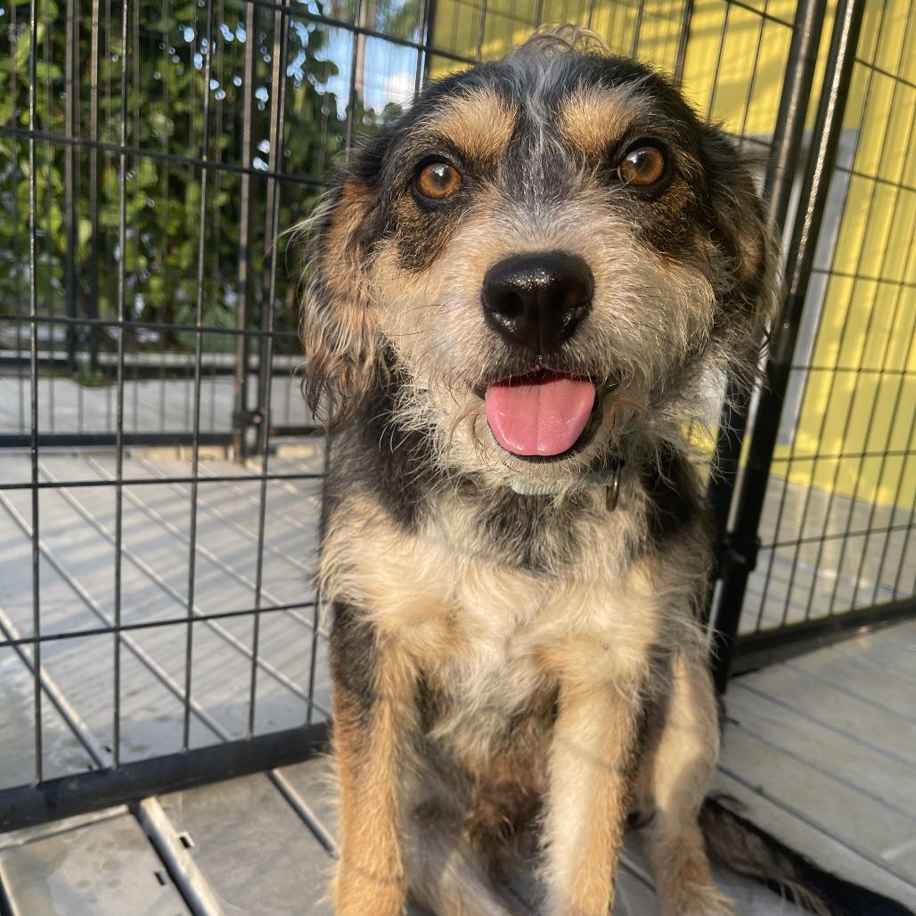 Oliver, Adoptable, Adult Male Terrier & Mixed Breed.