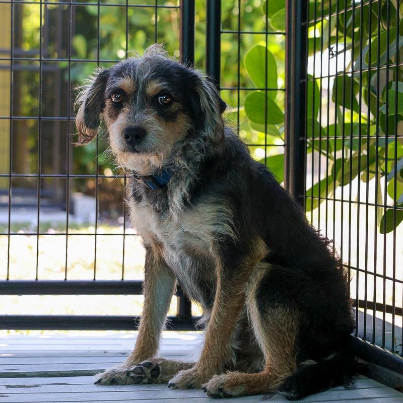 Oliver, Adoptable, Adult Male Terrier & Mixed Breed.