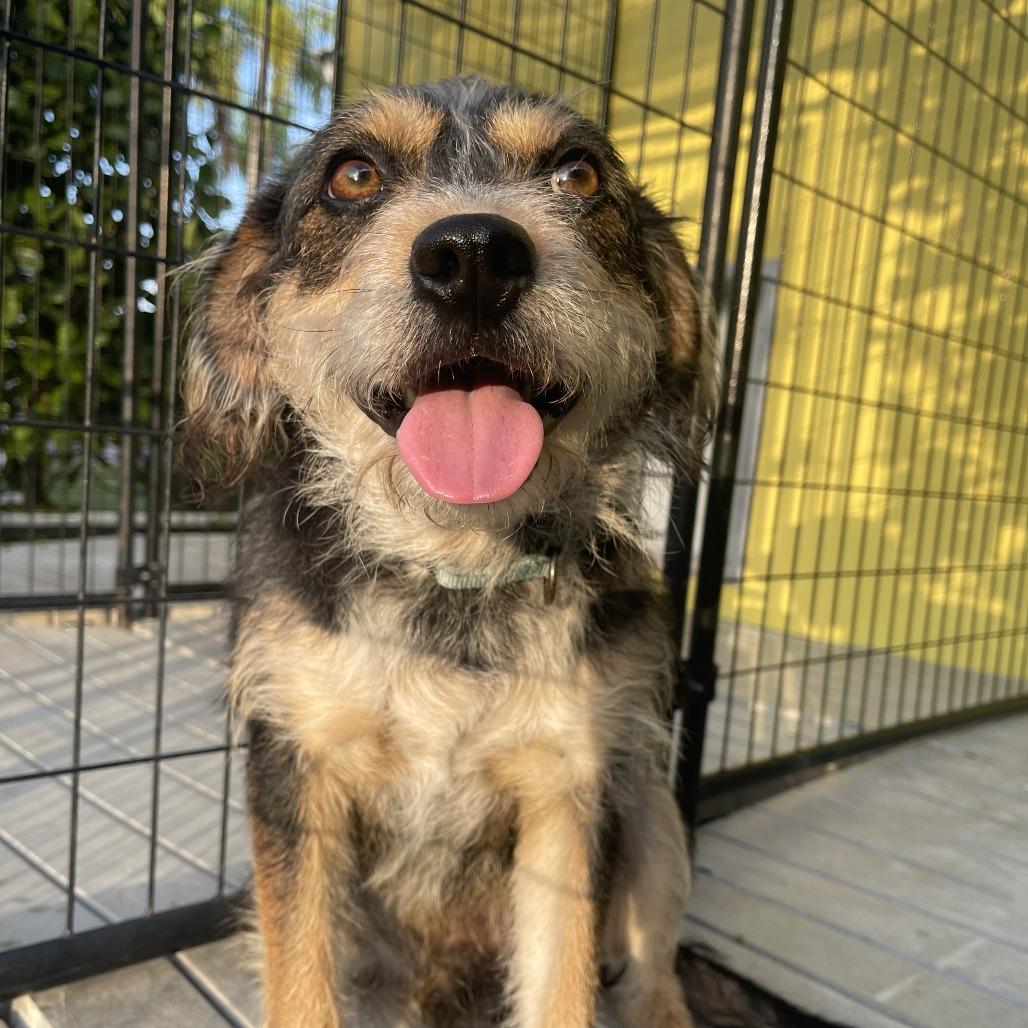 Oliver, a Adoptable mixed breed in Bradenton, FL image 2/2