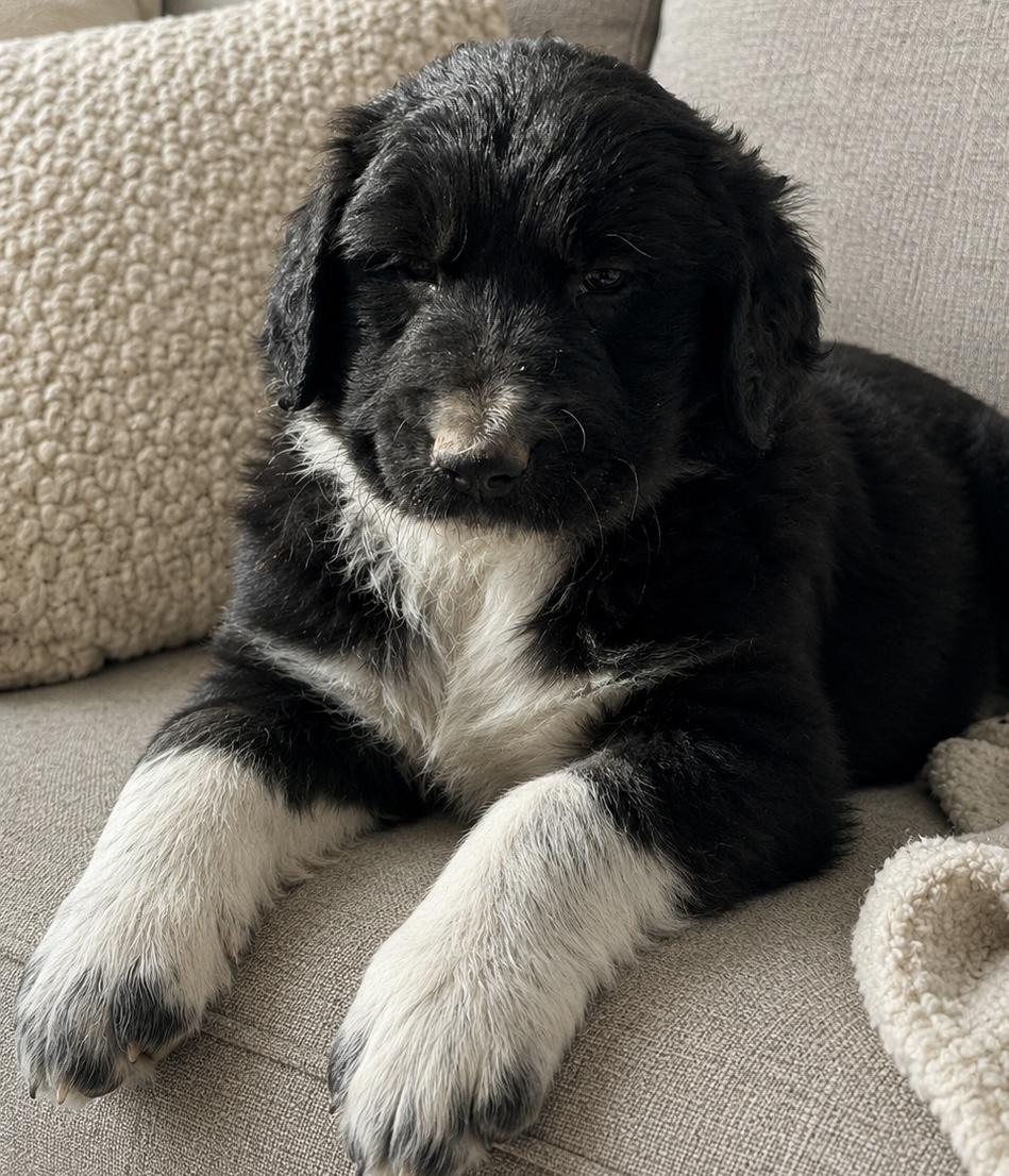 Enlarge Willow, a ADOPTABLE mixed breed in Cerritos, CA image 1/1
