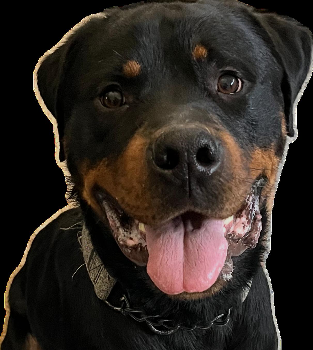 Clyde, Adoptable, Adult Male Rottweiler.