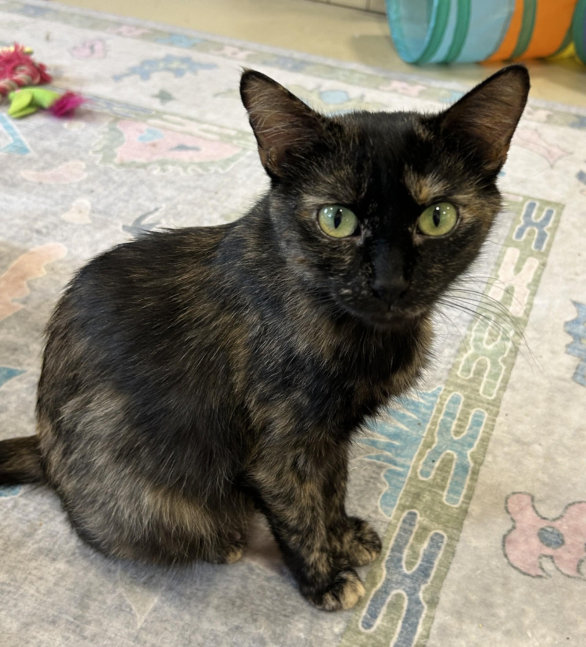 April, Adopted, Adult Female Domestic Short Hair.