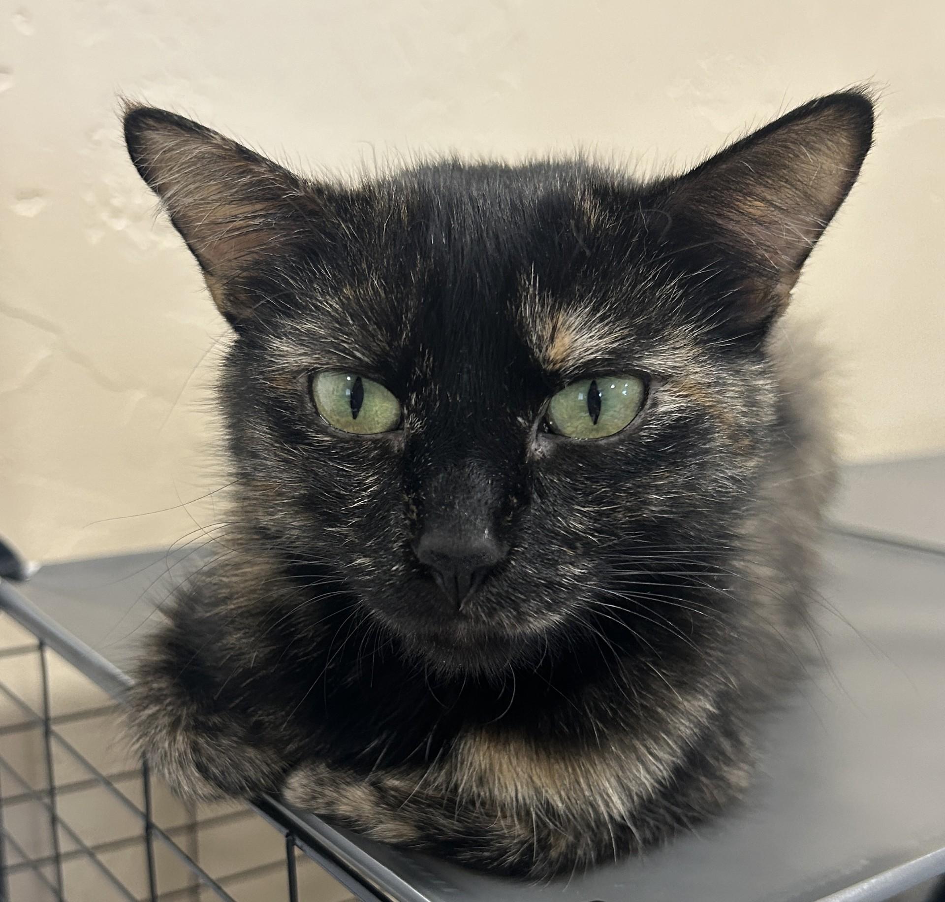 Enlarge April, a Adopted Domestic Short Hair in Hurricane, UT image 2/4