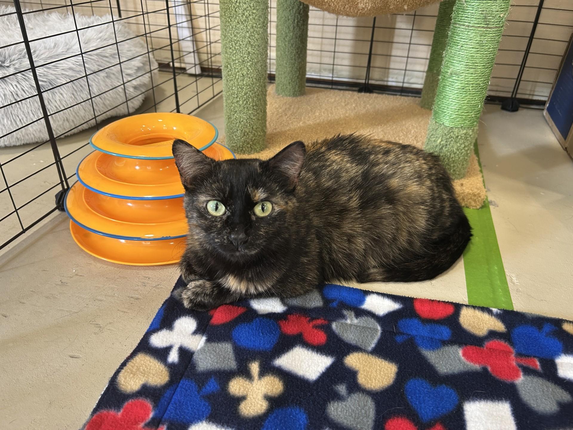Enlarge April, a Adopted Domestic Short Hair in Hurricane, UT image 3/4