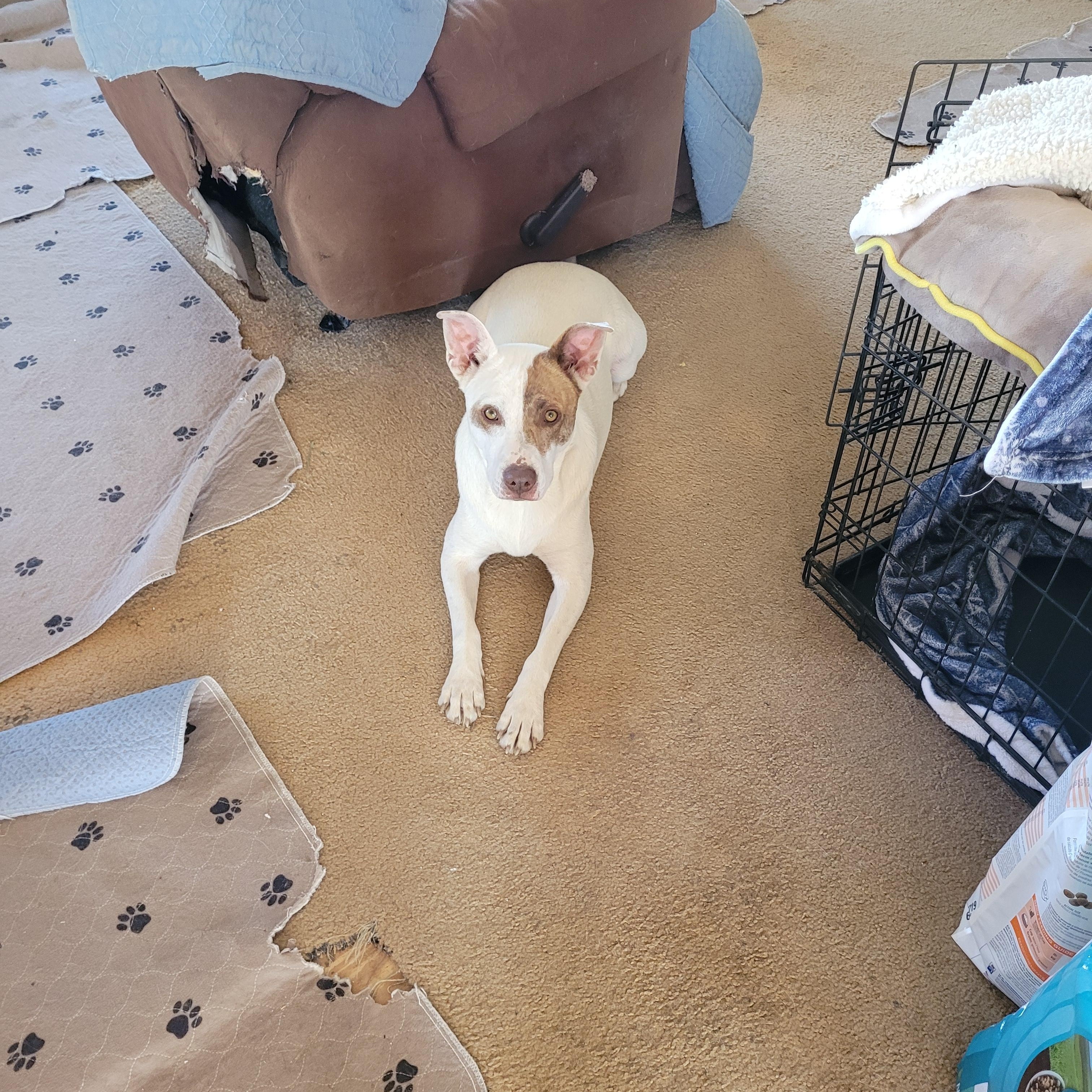 Mary, Adoptable, Adult Female Terrier.