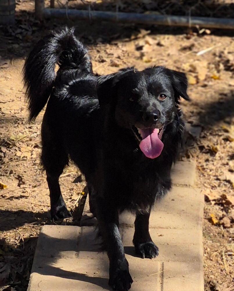Enlarge Bear, a Adoptable mixed breed in Chattanooga, TN image 1/3