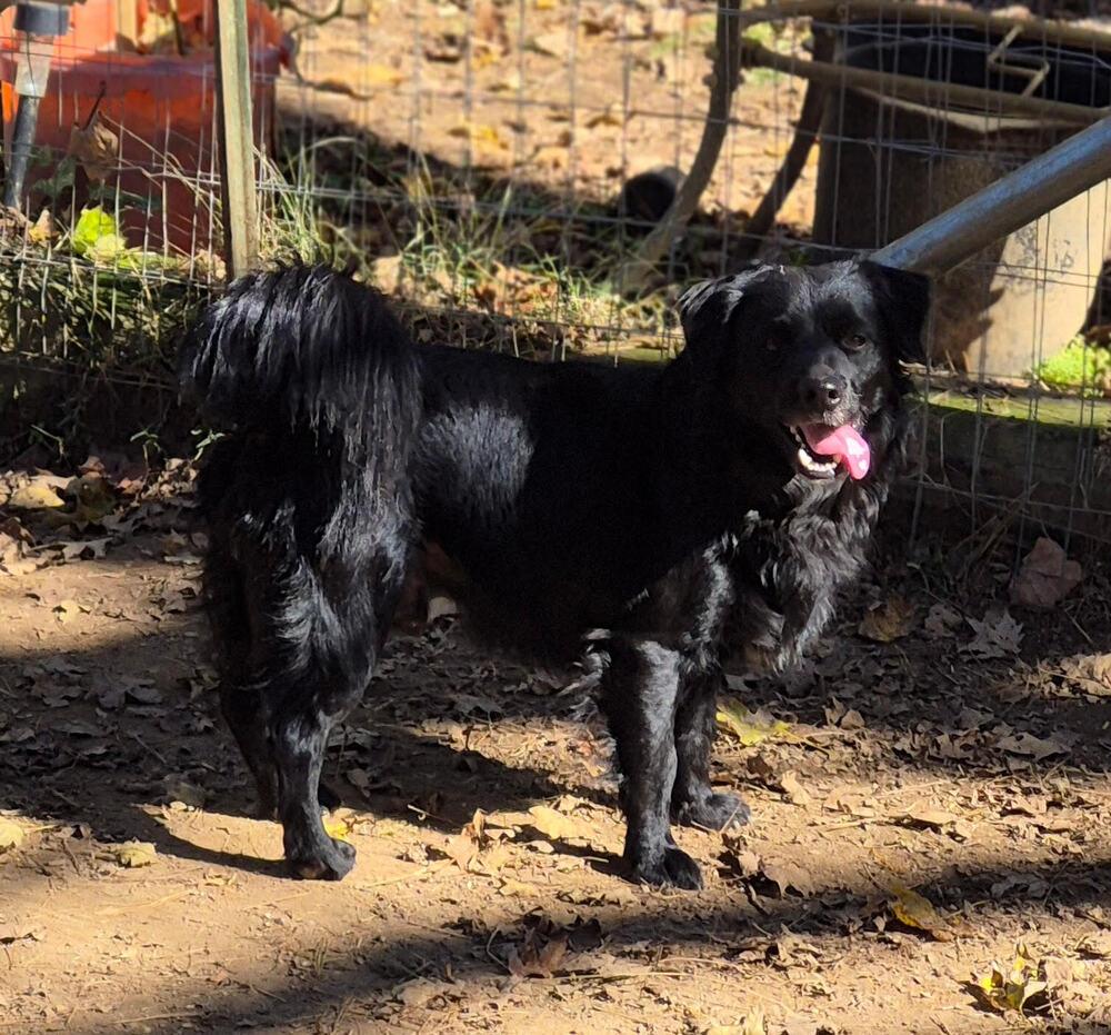 Enlarge Bear, a Adoptable mixed breed in Chattanooga, TN image 2/3