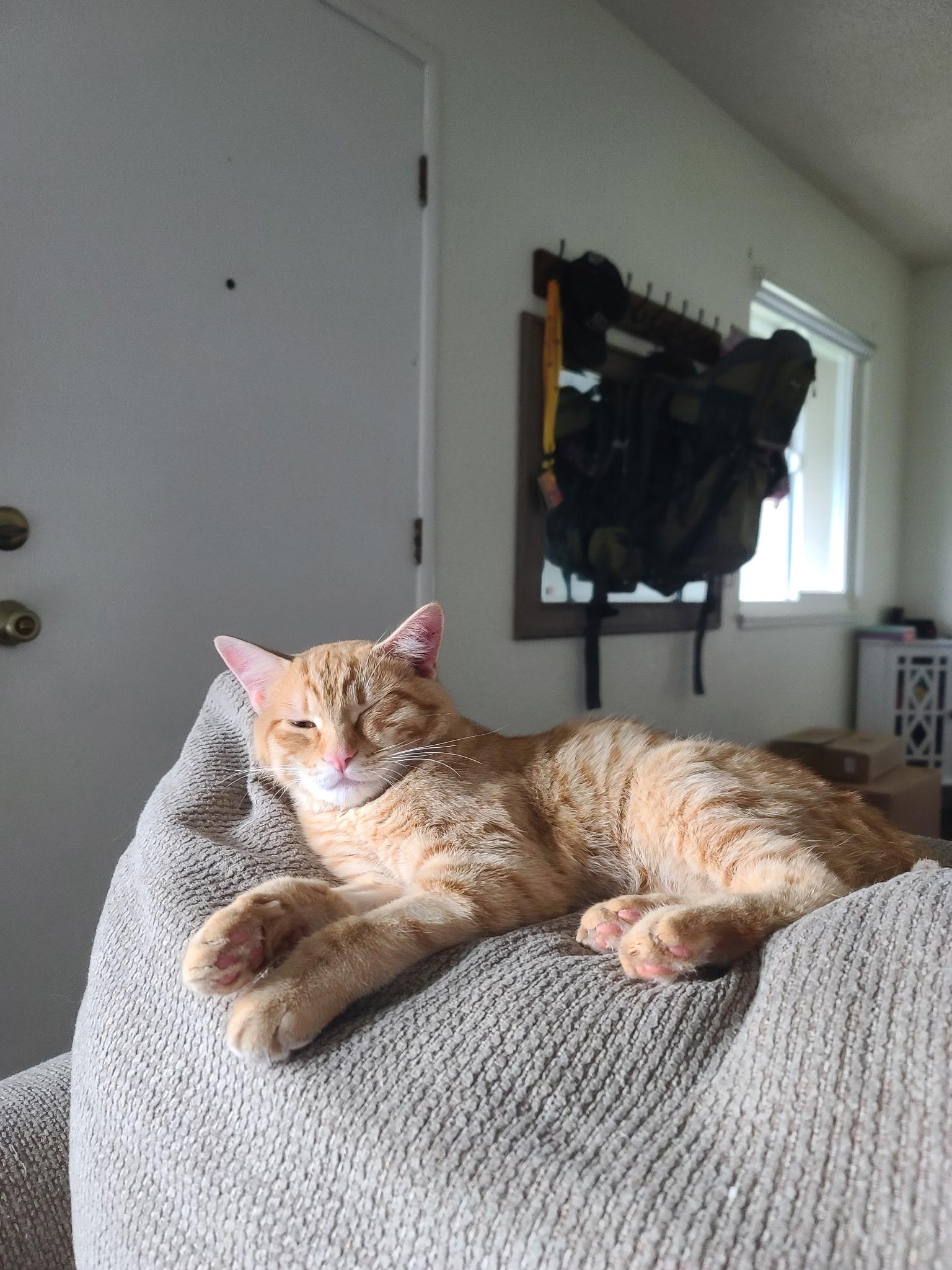 Enlarge Garfield , an adopted Domestic Short Hair in Hayward, CA image 6/6