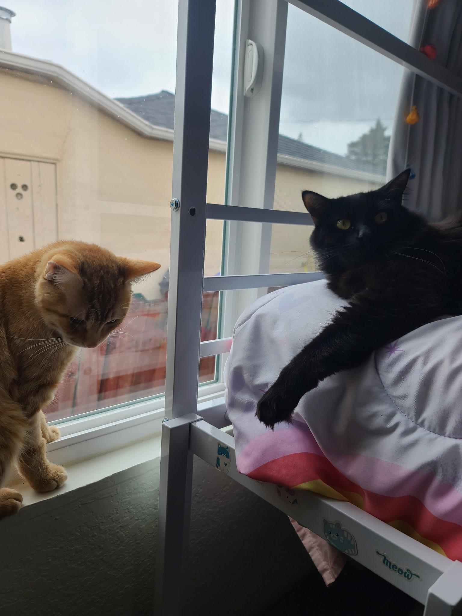 Enlarge Garfield , an adopted Domestic Short Hair in Hayward, CA image 2/6