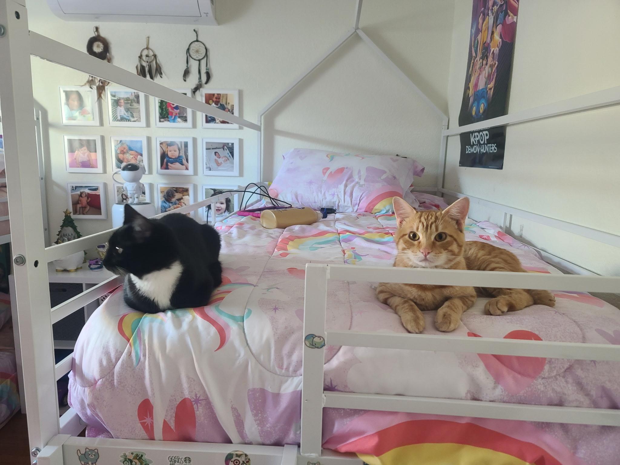 Enlarge Garfield , an adopted Domestic Short Hair in Hayward, CA image 5/6