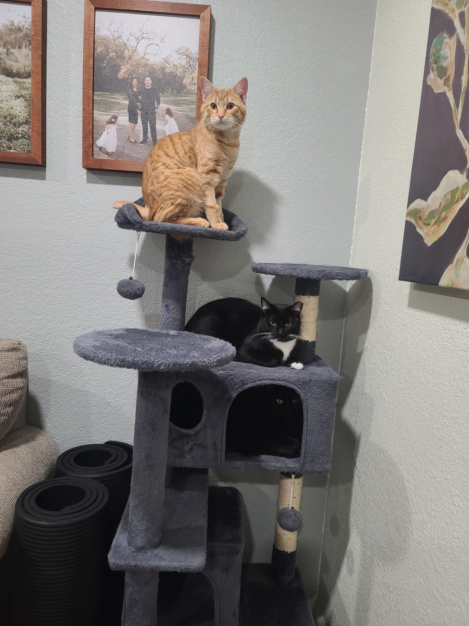 Enlarge Garfield , an adopted Domestic Short Hair in Hayward, CA image 3/6