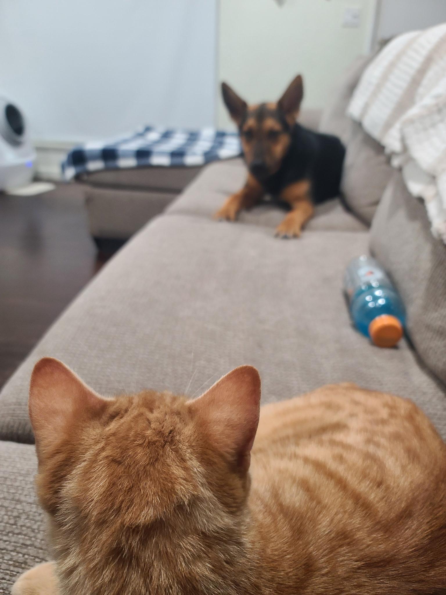 Enlarge Garfield , an adopted Domestic Short Hair in Hayward, CA image 4/6