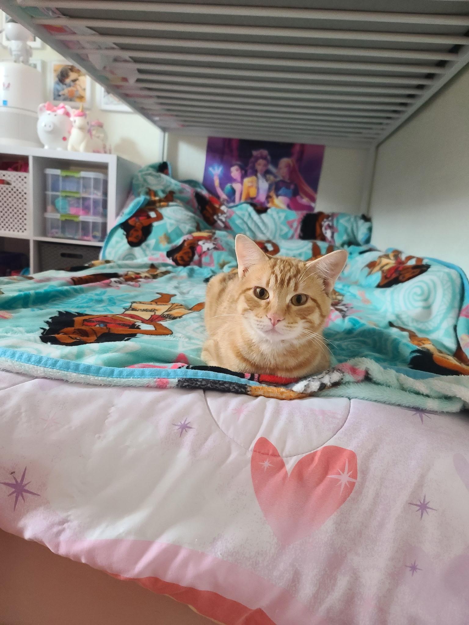 Garfield , adopted, Kitten Male Domestic Short Hair.