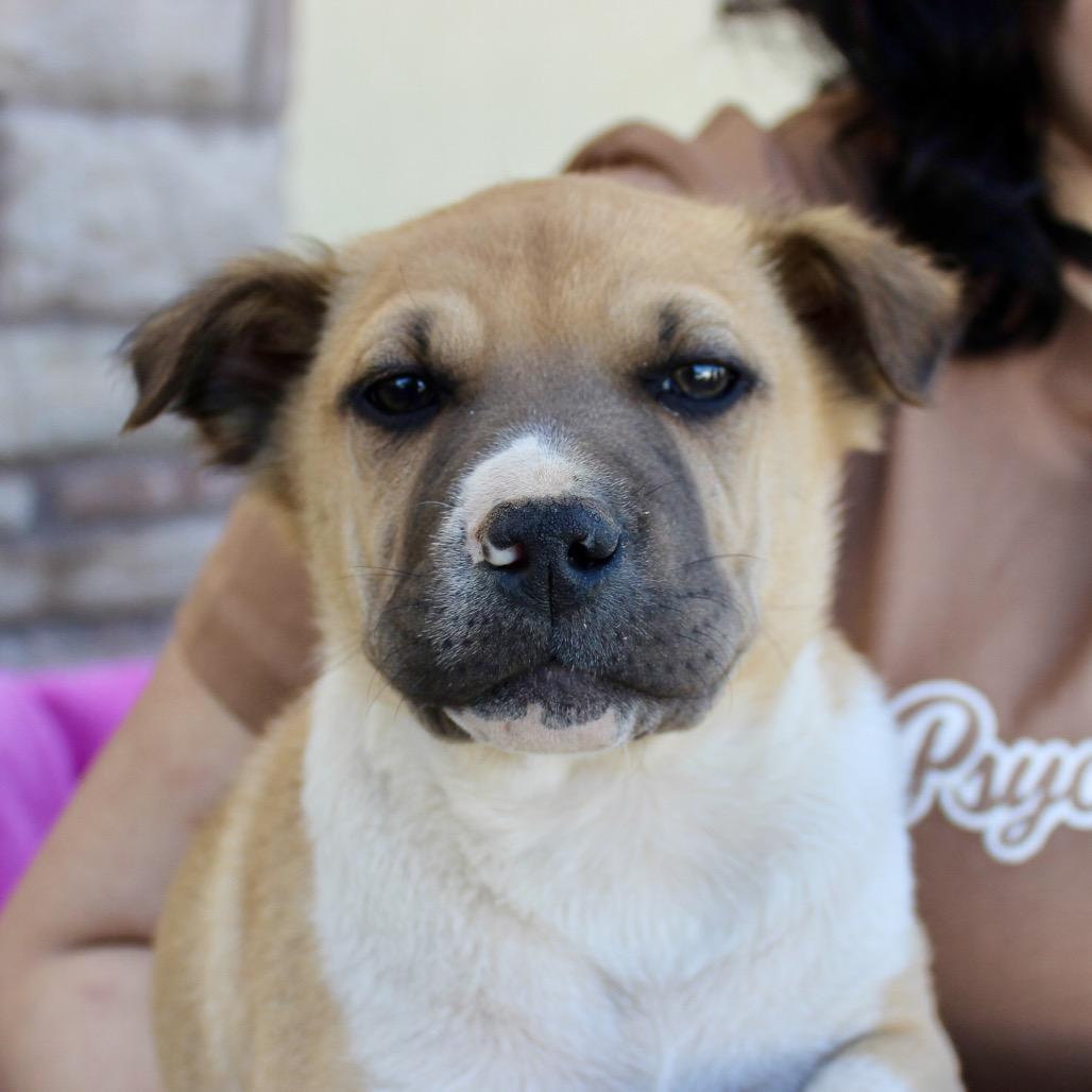 Enlarge Nate, a Adoptable mixed breed in Midland, TX image 1/2