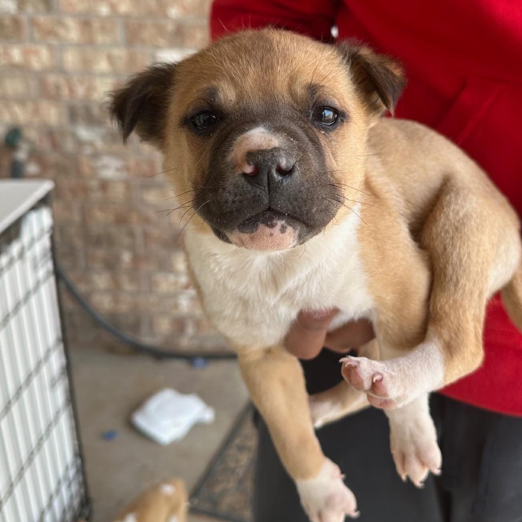 Enlarge Nate, a Adoptable mixed breed in Midland, TX image 2/2