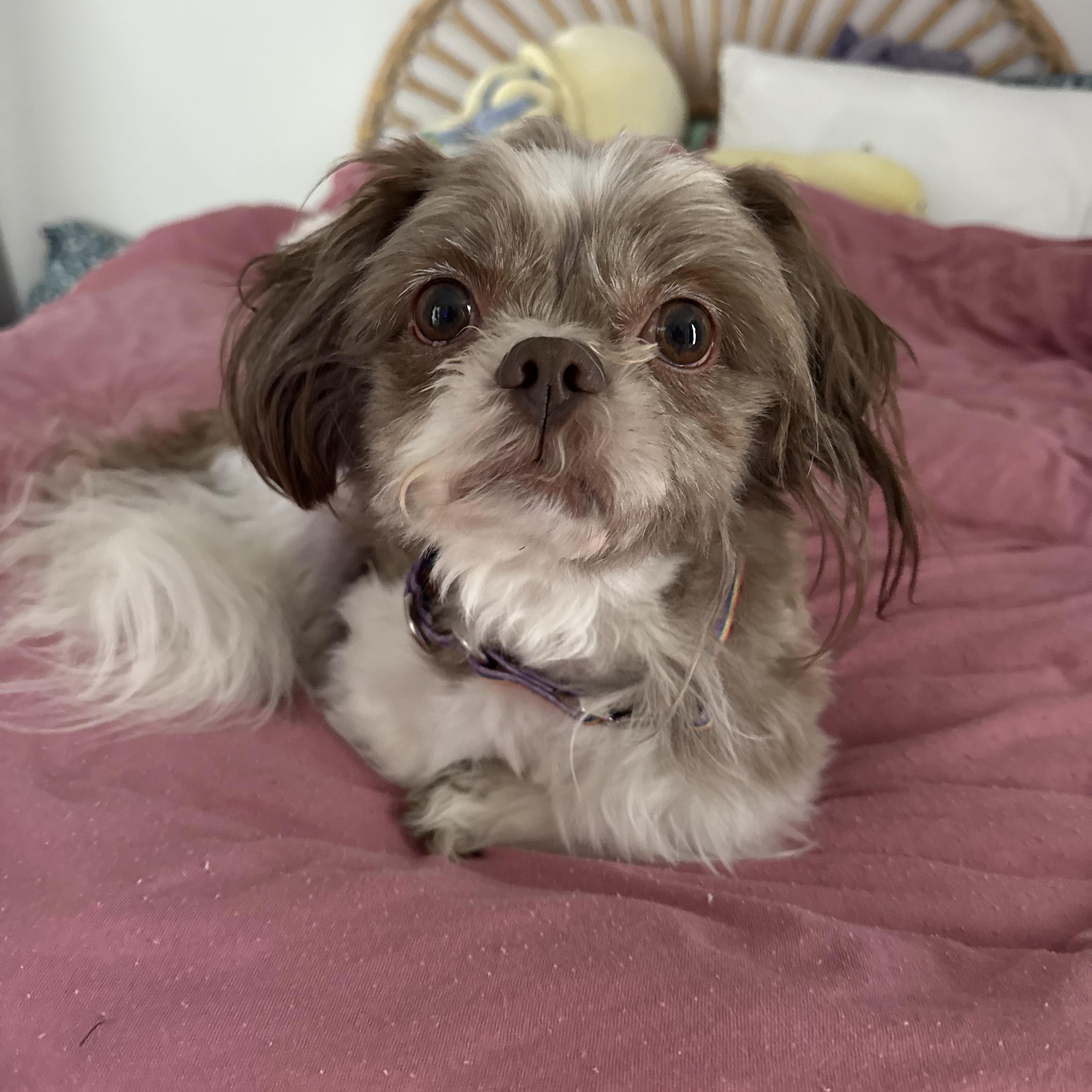 Mr Bugs , adopted, Adult Male Mixed Breed.