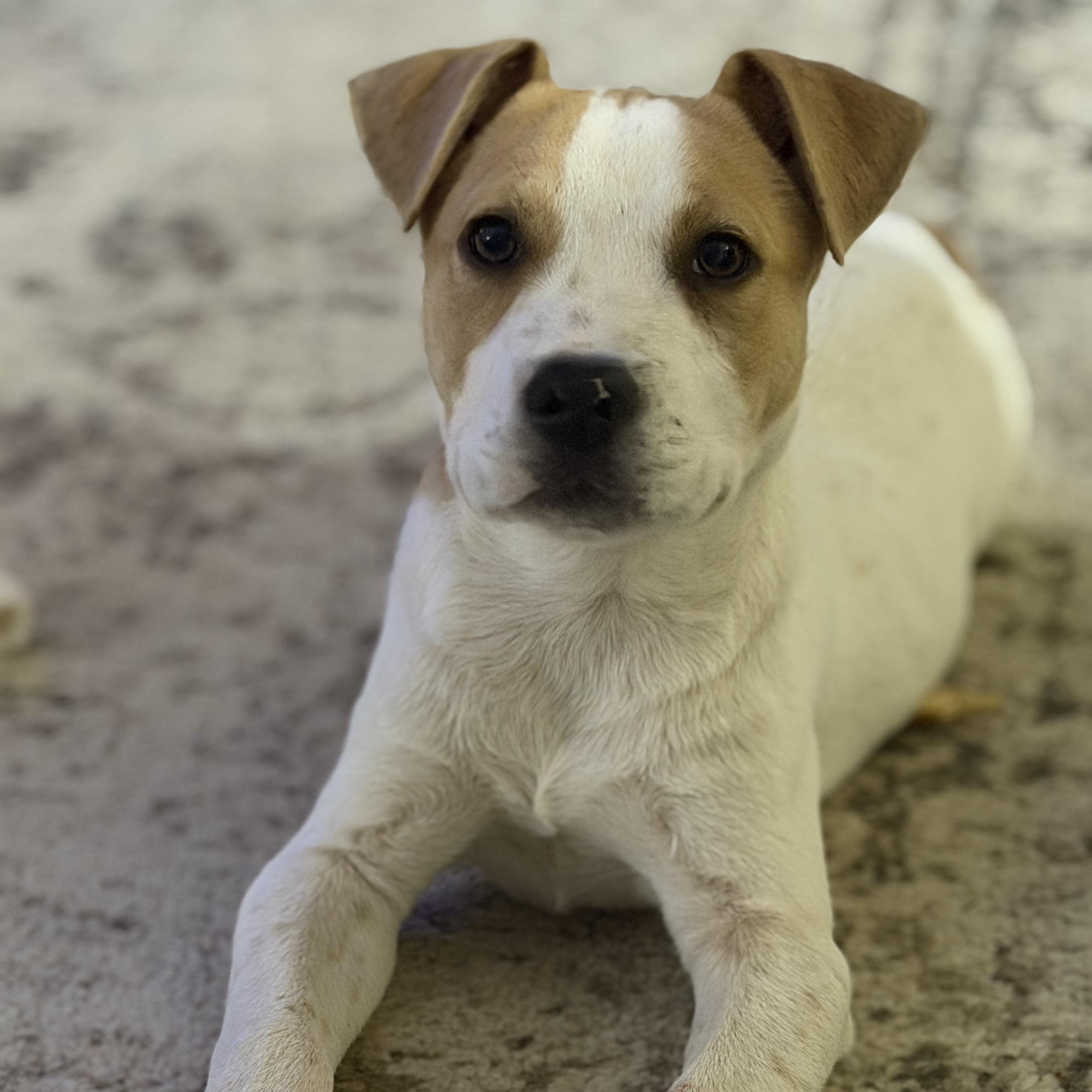 Enlarge Odie, a Adoptable mixed breed in Madison, WI image 2/5