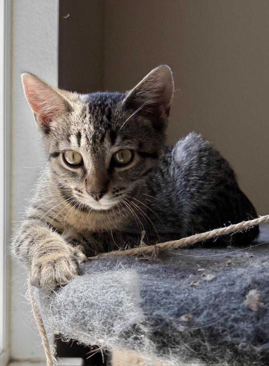 Pixie, a Adoptable Domestic Short Hair in Hollister, CA image 3/5