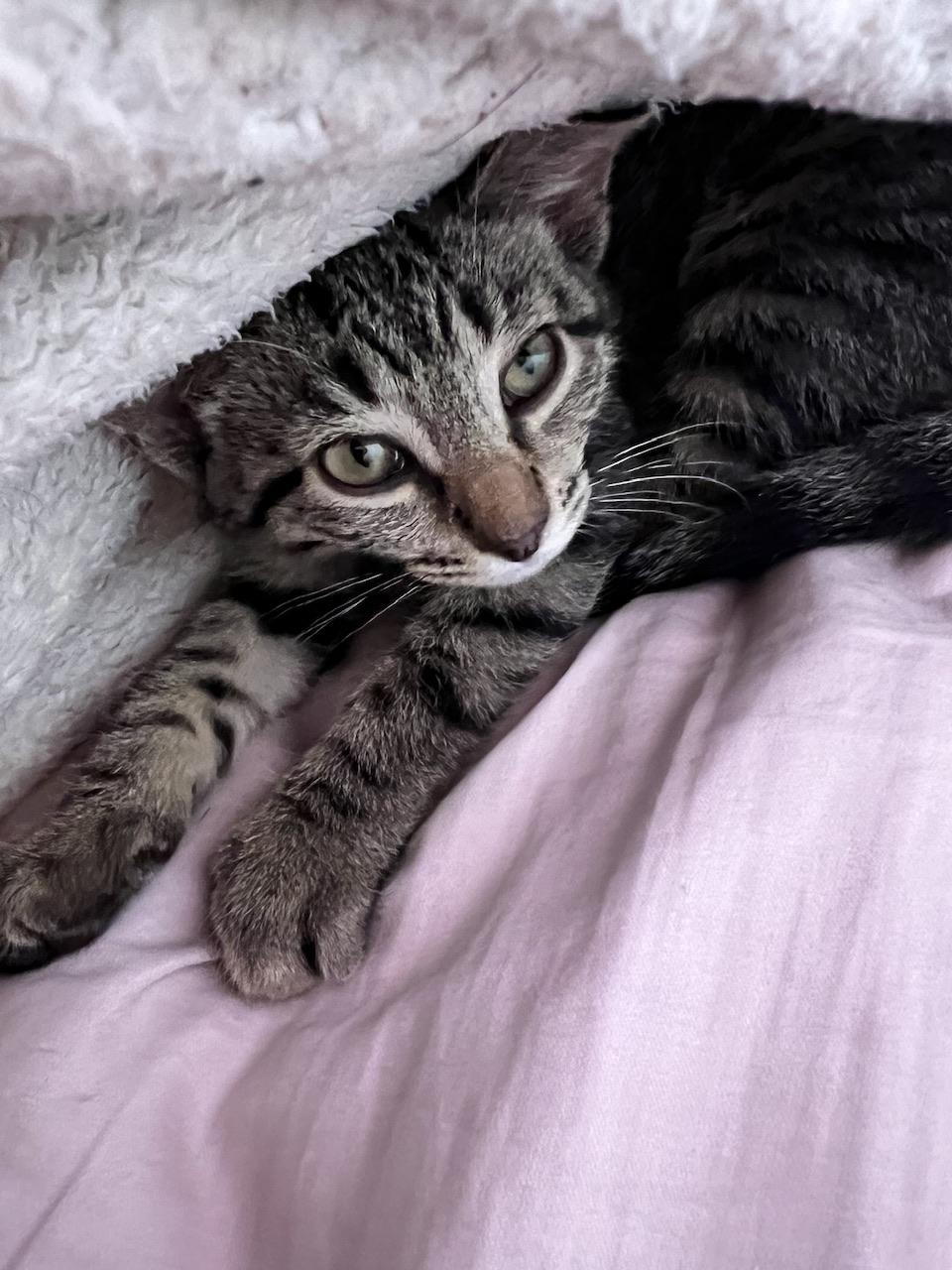 Pixie, a Adoptable Domestic Short Hair in Hollister, CA image 2/5