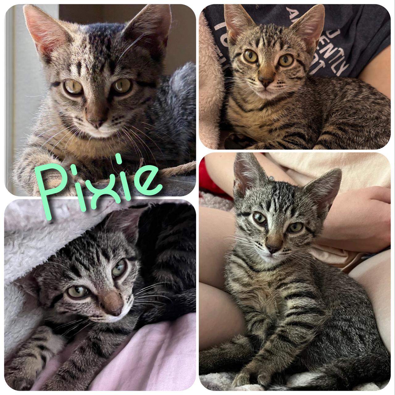 Pixie, Adoptable, Young Female Domestic Short Hair.