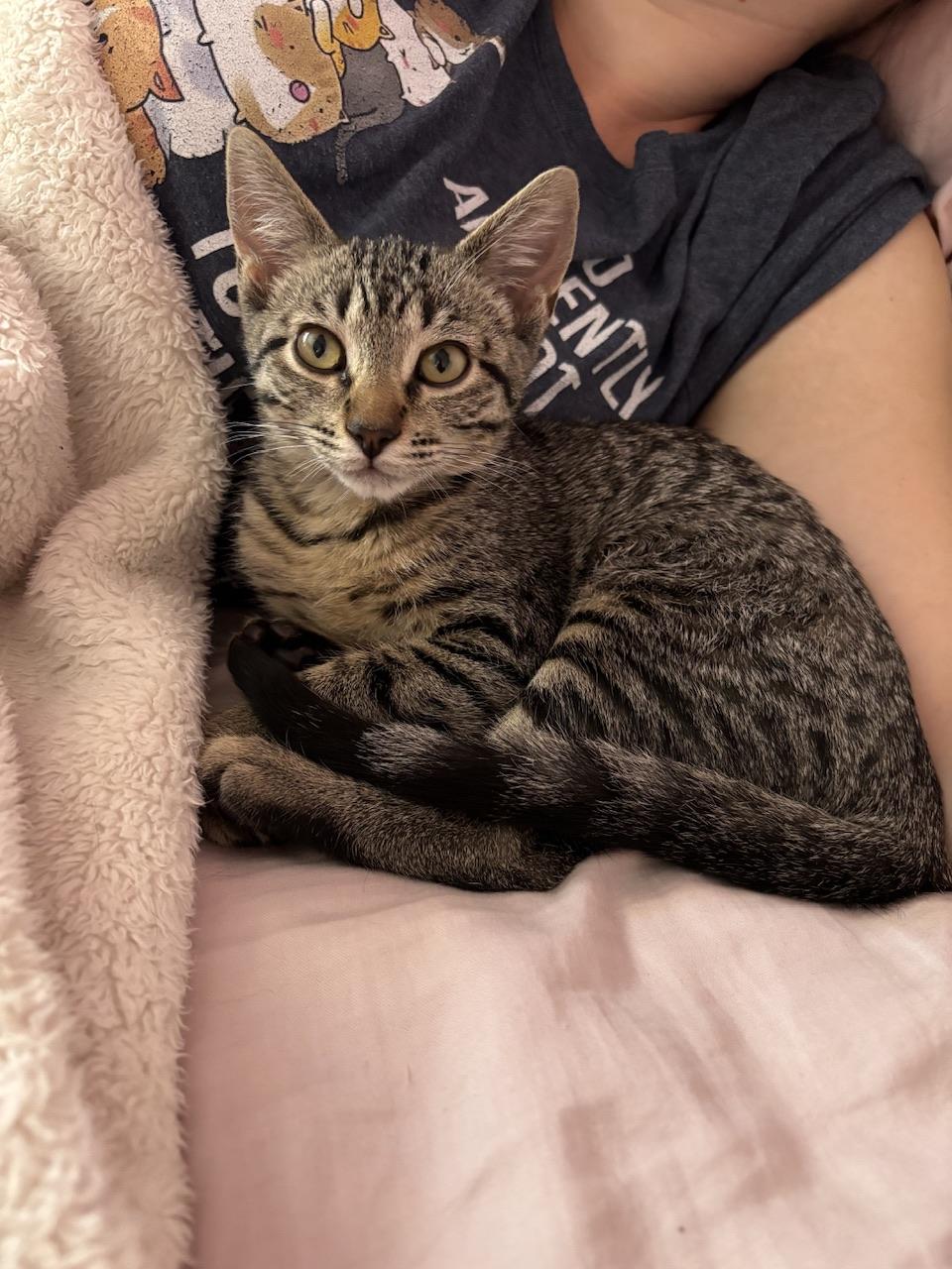 Pixie, a Adoptable Domestic Short Hair in Hollister, CA image 4/5