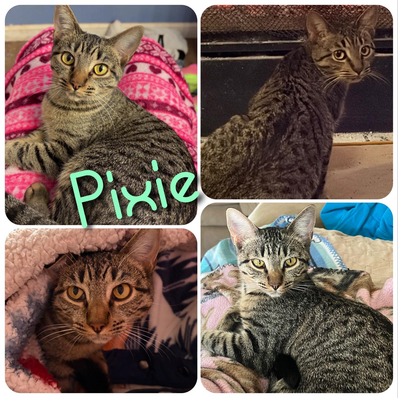 Pixie, Adoptable, Young Female Domestic Short Hair.