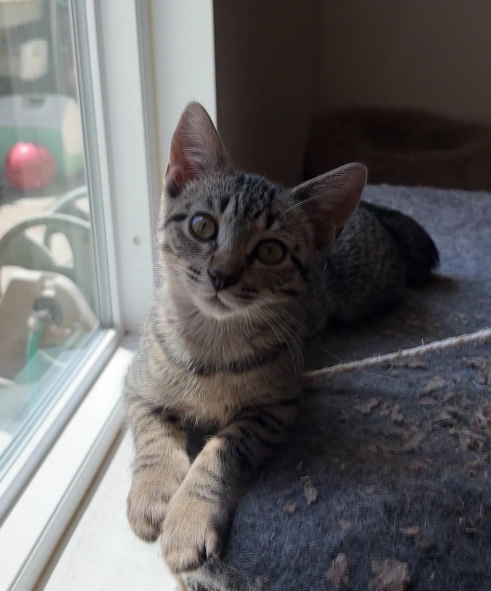 Pixie, a Adoptable Domestic Short Hair in Hollister, CA image 5/5