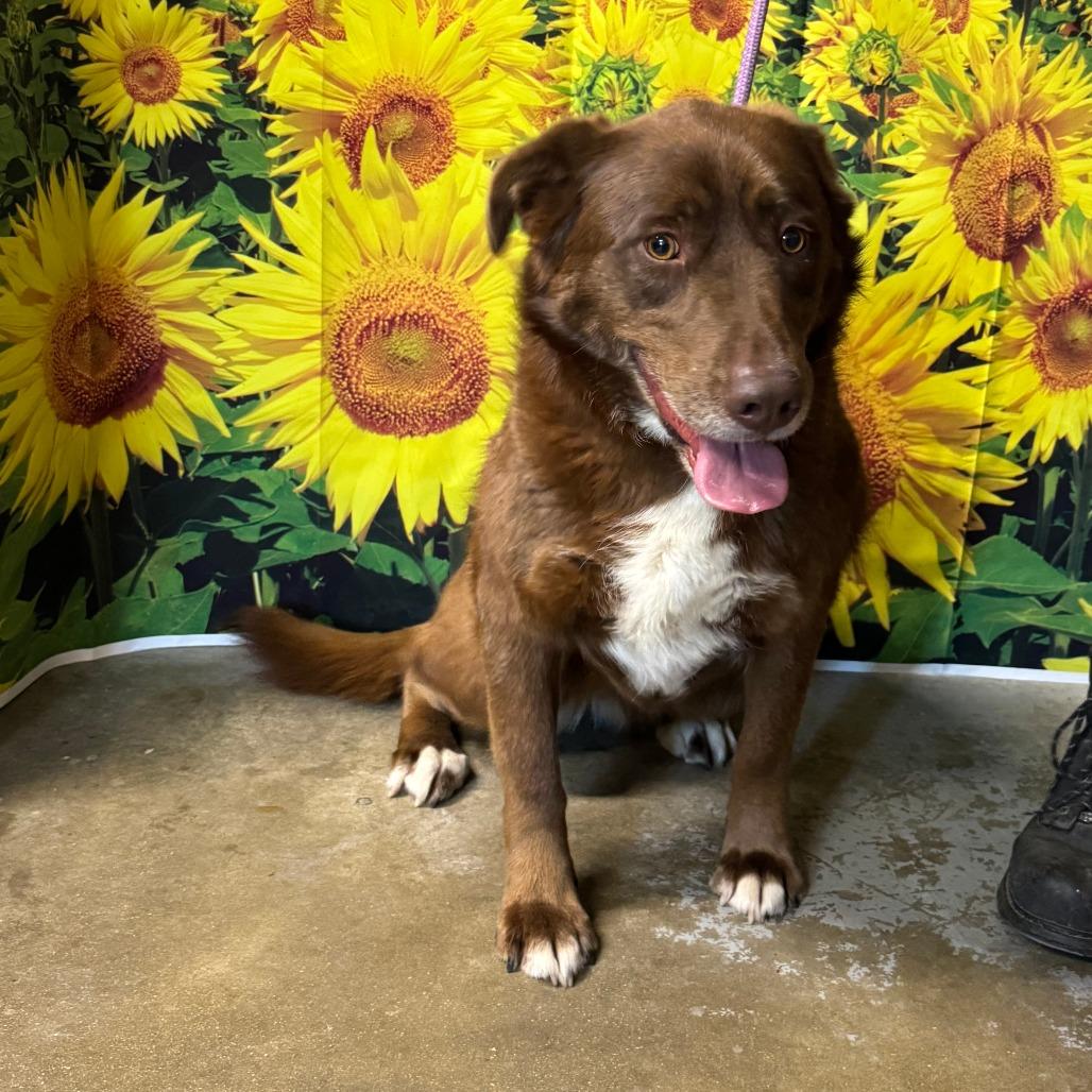 Trixie May, Adoptable, Adult Female Border Collie & Mixed Breed.